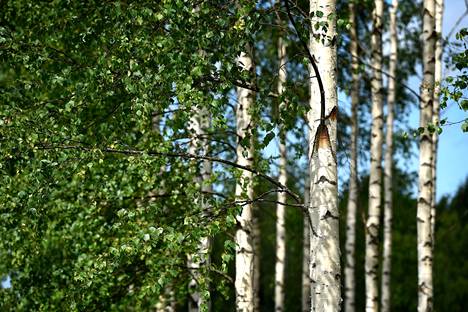 Kirjoittajan mukaan nopeakasvuisista lehtipuista on saatavissa nopeasti lisää puumassaa sellu- ja kartonkiteollisuudelle.