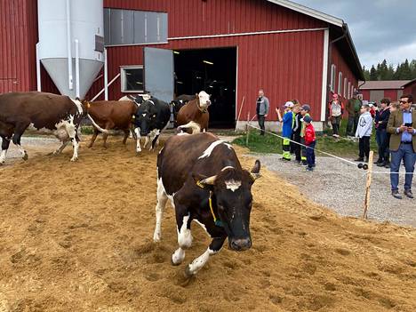 Viime torstaina lehmät pääsivät ensimmäistä kertaa talven jälkeen ulos. Suurin osa lehmistä pysyi aitojen sisällä.