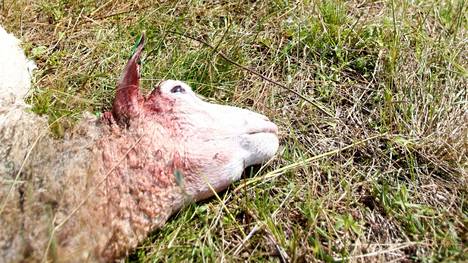 Saman omistajan lammaslaumaan hyökättiin parin viikon välein. Perjantaina raadeltuna oli kuusi lammasta ja lauantaiaamu paljasti että sudet olivat hyökänneet vielä uudelleen. Kuvituskuva.