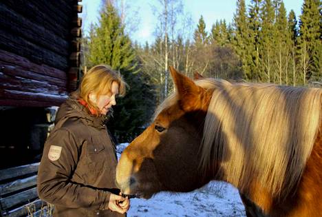 Sinkku on toinen Marika Taskilan suomenhevosista. Siltä löytyy omaa luonnetta, mutta myös lempeyttä.