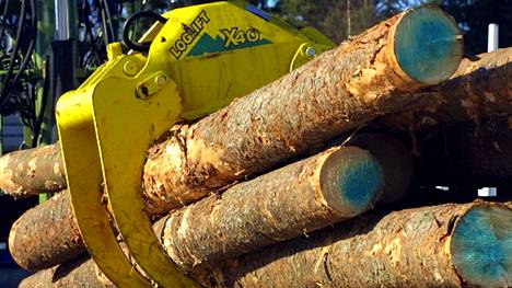 Ensi vuonna Pirkanmaan pohjoisosissakin hakattu kuorellinen kuusipuutavara on kuljetettava pois maastosta 15.7. mennessä.