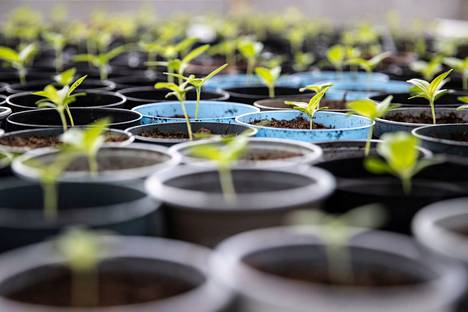 Taimien kasvatus on yhä suositumpi harrastus myös kotien ikkunoilla. Nämä tsinnian taimet kuvattiin Ahlmannilla maaliskuussa 2022.