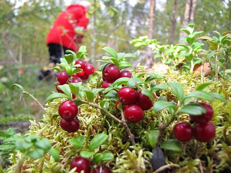 Marjoja ostetaan Jämsässä useammassa paikassa – 15 vuotta puolukkaa  ostaneen Reijo Rummukaisen mukaan kerääjien joukossa näkyy nyt myös  mopopoikia: ”Oiva tapa tienata bensarahaa” - Uutiset - Jämsän Seutu