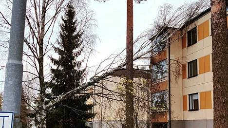 Raju tuuli kaatoi puun Tampereen Lentävänniemessä lauantaina 29. lokakuuta. Sunnuntaina kaatunut puu nojasi yhä kerrostaloa vasten. 