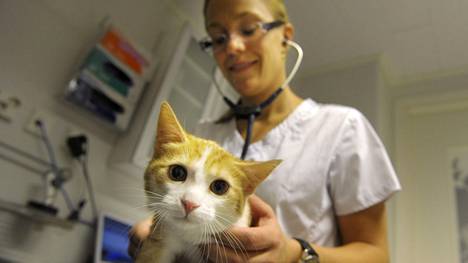 Mimosa-kissa eläinlääkäri Teija Viita-ahon terveystarkastuksessa kissaklinikka Felinassa.