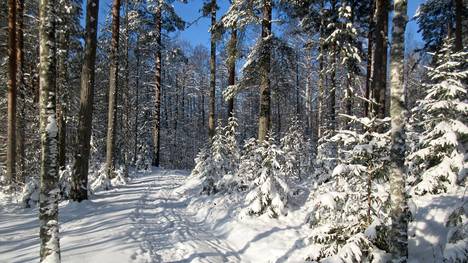 Aurinkoisella Lemmenpolulla Mäntässä riitti lunta 22. helmikuuta.