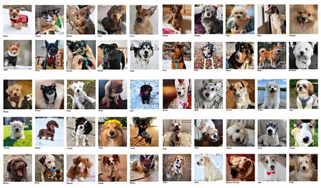 Tässä ovat Porin söpöin koira -kisan finalistit. Jutun lopussa pääset tarkastelemaan kuvia tarkemmin sekä äänestämään suosikkejasi.