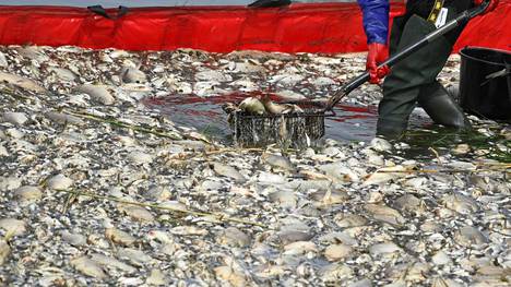 Kuolleita kaloja nostetaan Oder-joesta Saksan ja Puolan rajalla.