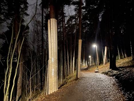 Tampereen Pyynikin rantapolulla on alkamassa viemäriputken saneeraus. Töiden vuoksi mäntyjä on suojattu. Tältä suojaukset puiden ympärillä näyttivät torstai-iltana 3. marraskuuta.