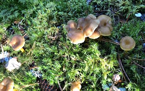Suppilovahverot ovat tuttuja ruokasieniä monelle sienestäjälle.