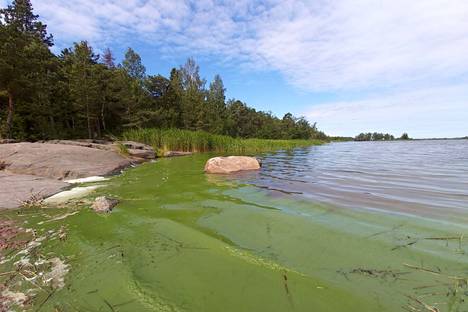 Petäjäksen uimarannalla Raumalla oli runsaasti sinilevää heinäkuussa 2019. Arkistokuva.
