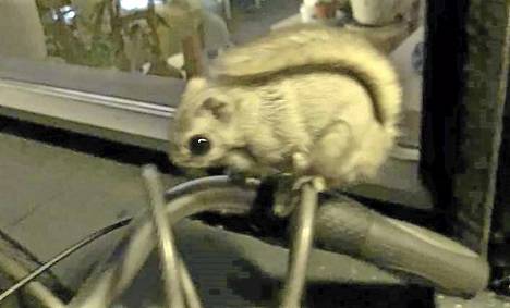 Tuija Tuomikanta kuvasi liito-oravan istumassa polkupyörän ohjaustangolla Raision Kerrolassa.