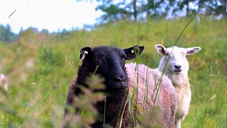 Lampaiden laiduntamisen ansiosta perinteiset niittylajit saavat lisää elintilaa. Nämä Valkeakosken kaupungilla ”kesätöissä” olleet lampaat kuvattiin heinäkuussa 2018.