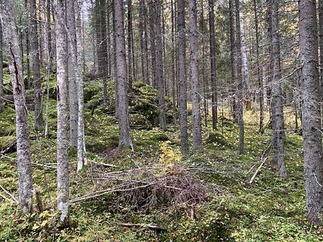 Metsäsuunnitelman karttasovellukseen tulleissa kommenteissa oltiin sitä mieltä, että Pukinvuoren alue täytyy jättää mahdollisimman luonnontilaiseksi. Kuva Pukinvuoresta viime syksyltä. 