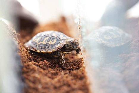 Kuoriuduttuaan pehmeäkuorinen pikkuruinen kilpikonna painoi vain 18 grammaa.