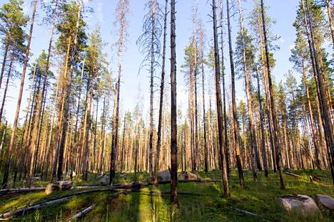 Kesällä 2021 Seitsemisessä ennallistettiin metsää kulottamalla.