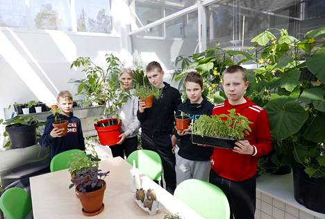 Niklas Männistö, Niko Pirhonen, Onni Haapala, Roni Lehtinen, Juha-Eemeli Enroth esittelevät, mitä kaikkea onkaan tullut kasvatettua koulun omassa kasvihuoneessa. Monenlaista tosiaan on. 