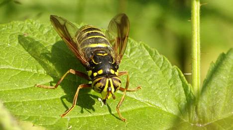 Keurusseudun Luonnonystävien ja Suur-Keuruun kesäkisassa tehtävänä oli löytää alueen suurin ampiaispesä. Kilpailuun ilmoitettiin viisi pesähavaintoa.