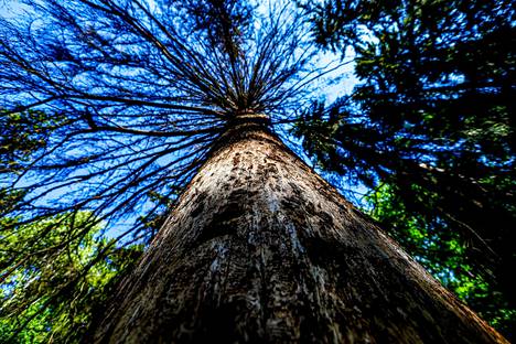 Pystyyn kuolleiden puiden jättäminen pystyyn lisää tuholaiskantaa kirjanpainajalle ja tekee hyvää metsille. 