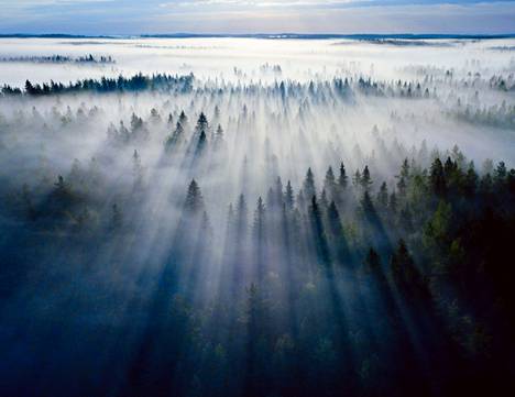 Mielipidekirjoittaja kantaa huolta metsien omistuksesta Suomessa.