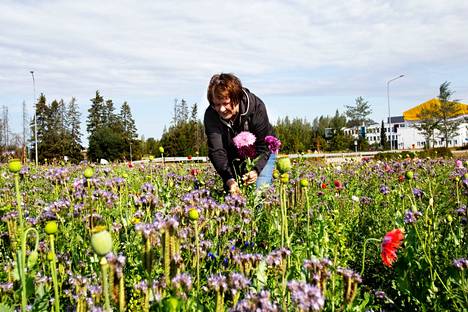 Viime kesänä Valkeakosken kaupungin kukkaniityllä Lempääläntien varressa riitti heinäkuun 22. päivä kukkia myös poimittaviksi. Täksi kesäksi kaupunkilaisten poiminta-aikaa on ollut tarkoitus siirtää kukintakauden loppupuolelle.