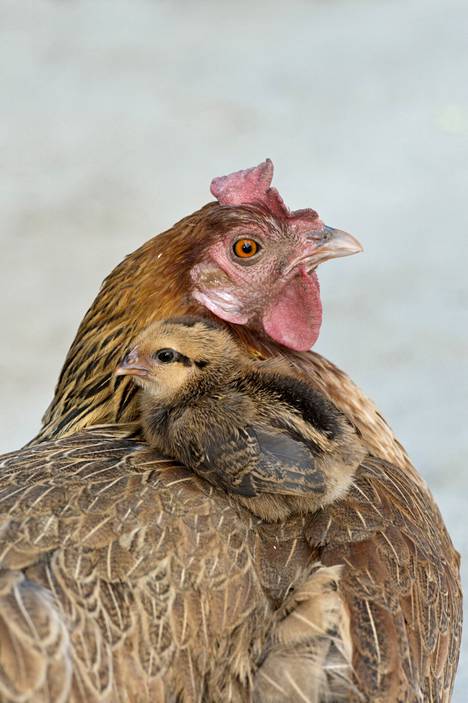Kanan poikanen on hakeutunut emon syliin. 