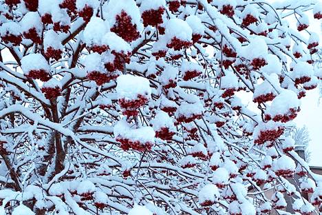 Yhdessä vanhassa suomalaisessa sananlaskussa pihlaja ei kanna kahta taakkaa lunta ja marjoja.