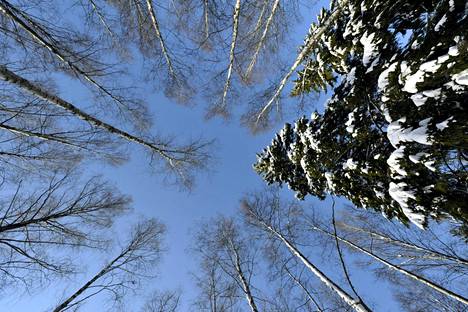 Metsien suojelu kiinnostaa suomalaisia metsänomistajia aiempaa enemmän.