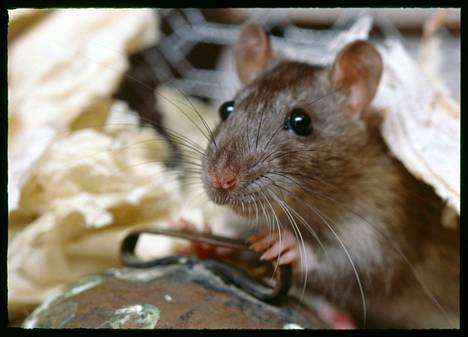 Syitä rottien lisääntymiseen on etsitty niin koronapandemian aiheuttamasta kotoilusta kuin ilmaston lämpenemisestä johtuvista lämpimistä talvistakin.