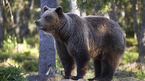Keuruun yhteislupa-alueelle on saatu kaksi karhulupaa kaikista yhdestätoista, jotka Keski-Suomeen myönnettiin tämän syksyn metsästyskaudelle. Karhuja voi metsästää 20. elokuuta alkaen 31. lokakuuta saakka.