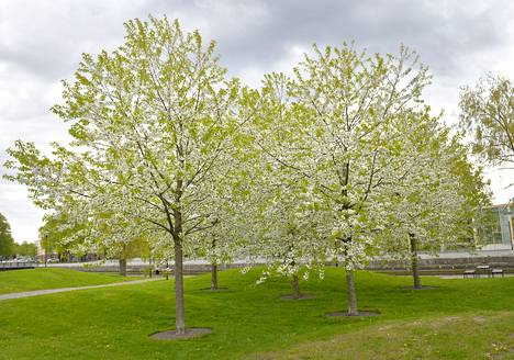 Mitä näille kirsikkapuille annetaan, jotta ne kukkivat näin upeasti? Raumalaisen lukija kysyi.
