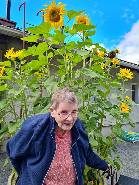 Eva Salmisen pihassa Vinkinmäessä kasvaa suuria auringonkukkia, mutta itse hän ei ole niitä istuttanut.