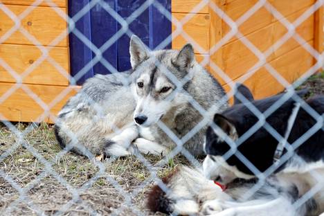 Raumalta elokuussa huostaanotetut siperianhuskyt pääsivät hoitoon Eläinten Hyväksi EHY ry:n hoitolaan Eurajoelle.