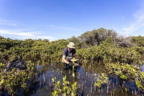 Ilmasto on monen tekijän monimutkainen kokonaisuus. Tutkija ottaa näytettä mangrovesuon kerrostumista. Tavoite on selvittää, miten esimerkiksi tämä ekosysteemi imee hiiltä ilmakehästä,