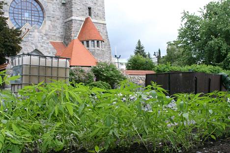 Tuomiokirkon edustalla oli tuuhea hamppukasvusto kesäkuussa vuonna 2014. Poliisi kävi poistamassa kasvit kukkapenkistä.