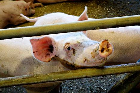 Lappeenrannassa teurastamolta pääsi karkuun kahdeksan sikaa. Kuvan sika ei liity tapaukseen.