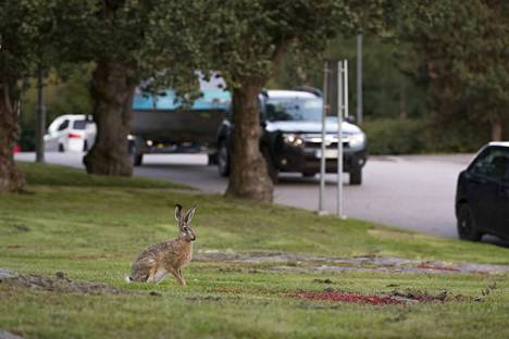 Tällaista on cityrusakon elämä Porissa - Satakunta - Satakunnan Kansa