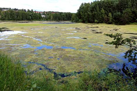 Tältä Iidesjärvi näytti perjantaina 15. heinäkuuta. Pirkanmaan ely-keskuksen vesienhoidon asiantuntijan Kukka Kujalan mukaan levälautat lakastuvat ja hajoavat ajan myötä.