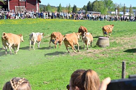 Ahlmanin lehmät laskettiin laitumelle Tampereella. Lehmien temmellystä seurasi tuhatpäinen yleisö.