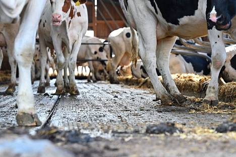 Lehmiä maitotilalla Saksassa syyskuussa.