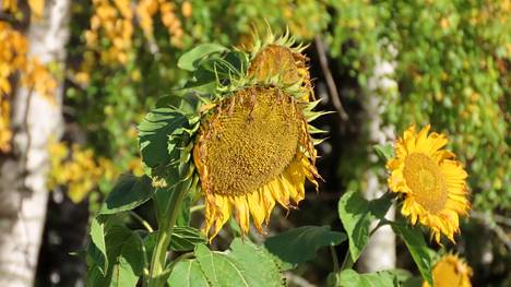 Niemenkylällä Kolhossa ohikulkijoita ihastuttaa 1,5 hehtaarin kokoinen auringonkukkapelto.