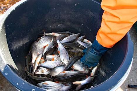 Selkämerellä mittasuhteet ovat toisenlaiset kuin Säkylän Pyhäjärvellä. Molemmissa kaupallisen kalastuksen merkitys on painoarvoltaan merkittävässä asemassa, kirjoittaja huomauttaa.
