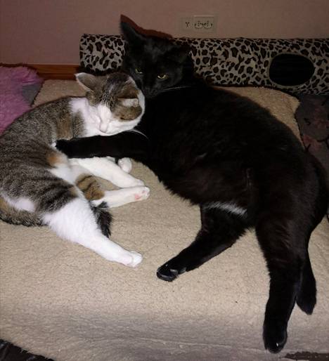 Pena (musta) pitää hyvän huolen Lulusta. Molemmat ovat huostaanotettuja nuoria kissoja, jotka nyt nauttivat olostaan täysipäiväisesti. 
