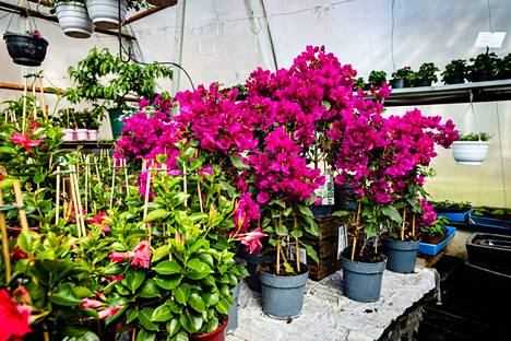 Pirkanmaan taimistot, kukkatarhat ja kauppapuutarhat – Näissä paikoissa  kannattaa käydä - Koti - Aamulehti