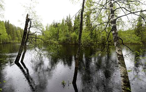 Pudasjärvelle on annettu tulvavaroitus. Arkistokuva otettu Pudasjärven Jyrkkäkoskella kesäkuun alussa vuonna 2020, kun silloiset kevättulvat alkoivat hellittää.