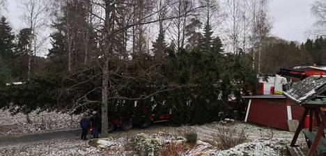 Tänä vuonna Keskustorin joulupuu on komea 21-metrinen pihta, joka on kasvanut Ylöjärvellä kesämökkitontin pihapuuna.