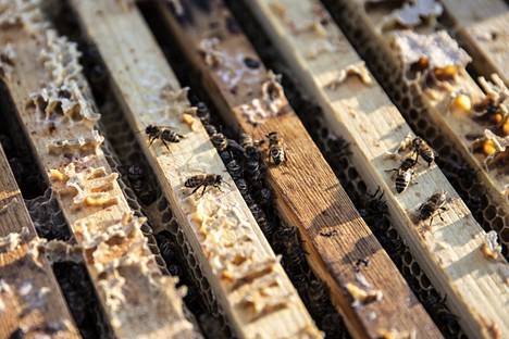 Konsulinsaaren kahdessa pesässä on nyt noin 40 000 mehiläistä, mutta kesällä jopa 100 000. Aittamaa käy kerran 10 päivässä tarkastamassa, että pesissä on kaikki hyvin. 