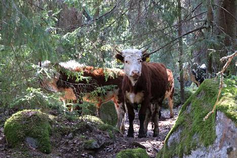 Laiduntava karja osallistuu perinnemaiseman säilyttämiseen Ahlaisissa. Pasi Kuusikarin suku on pitänyt eläimiä Mustalahden luonnonlaitumella vuosisatojen ajan.