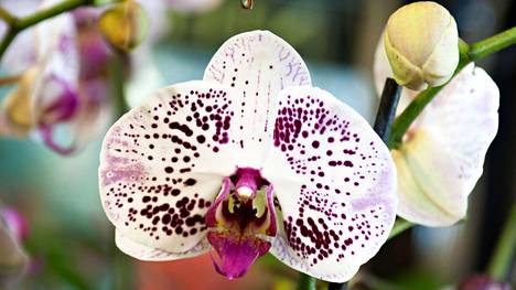 Onneksi sentään orkidea kukkii, onneksi.