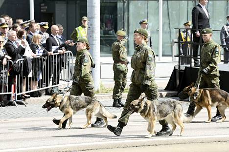 Puolustusvoimien palveluksessa on ihmisten lisäksi noin 120 koiraa - sotakoiran on oltava luonteeltaan rohkea ja itsevarma Puolustusvoimain lippujuhlan päivän paraatin ohimarssissa 4. kesäkuuta 2022.